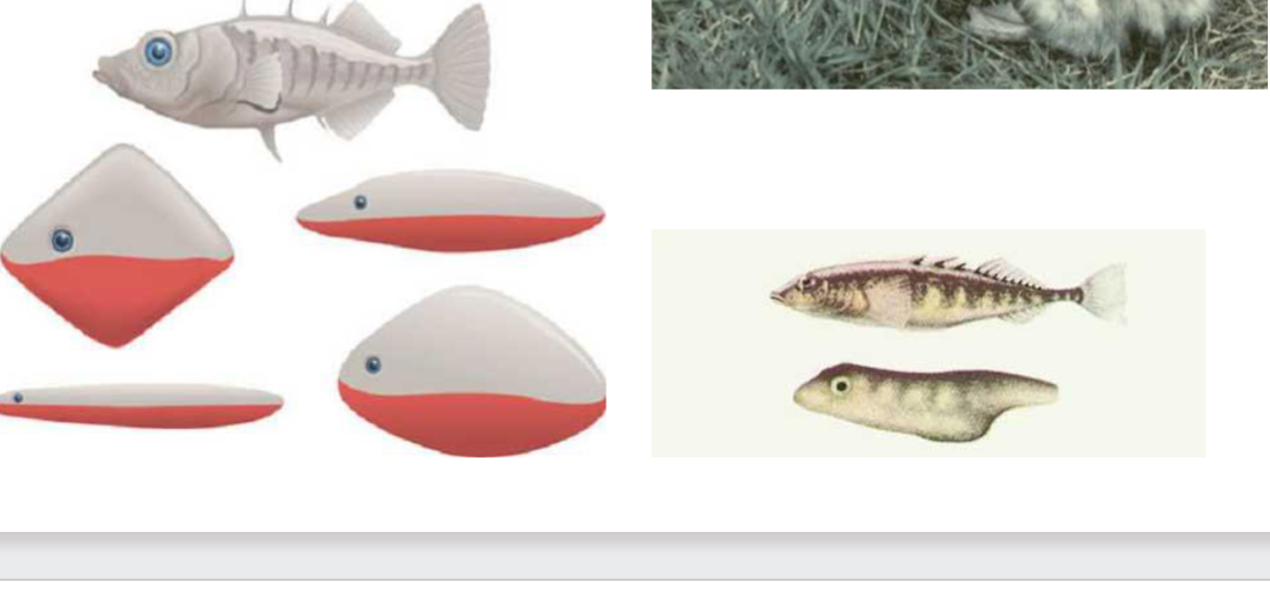 <ul><li><p>fixed action patterns- complex behaviors triggered by fixed action patterns</p><ul><li><p>require sign stimuli- identify</p><ul><li><p>evolve with courtship behavior</p><ul><li><p>e.g. stickleback fish- shape</p></li></ul></li></ul></li></ul></li><li><p>ontogeny of behavior- imprinting + critical periods</p><ul><li><p>e.g. bird song</p></li></ul></li></ul><p></p>