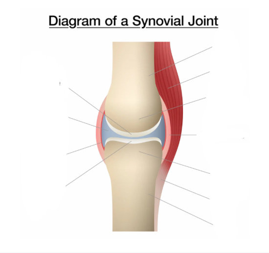 <p>Where is the joint capsule of the knee</p>