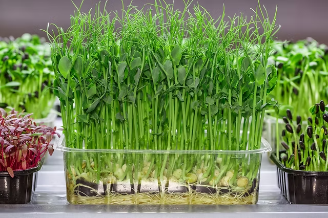<p><span>sprout</span></p>