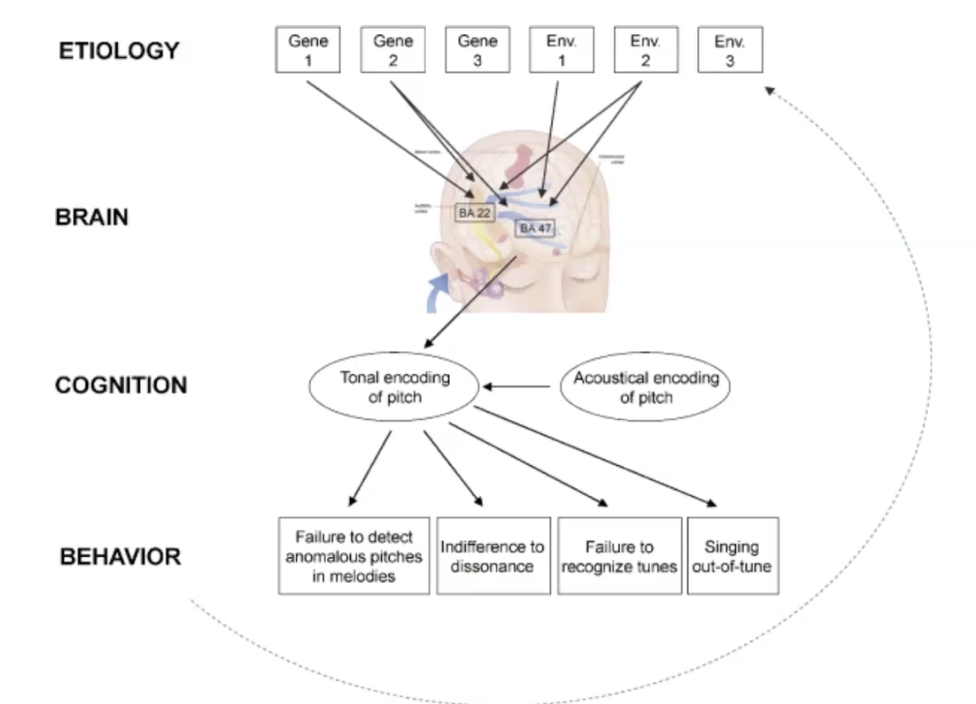 <p>Genes and environment affect brain structure</p><p>Brain structure affects cognitive abilities</p><p>Cognitive abilities affect behavior</p><p>Behavior affects environment</p><p>Explain the model / feedback loop</p>