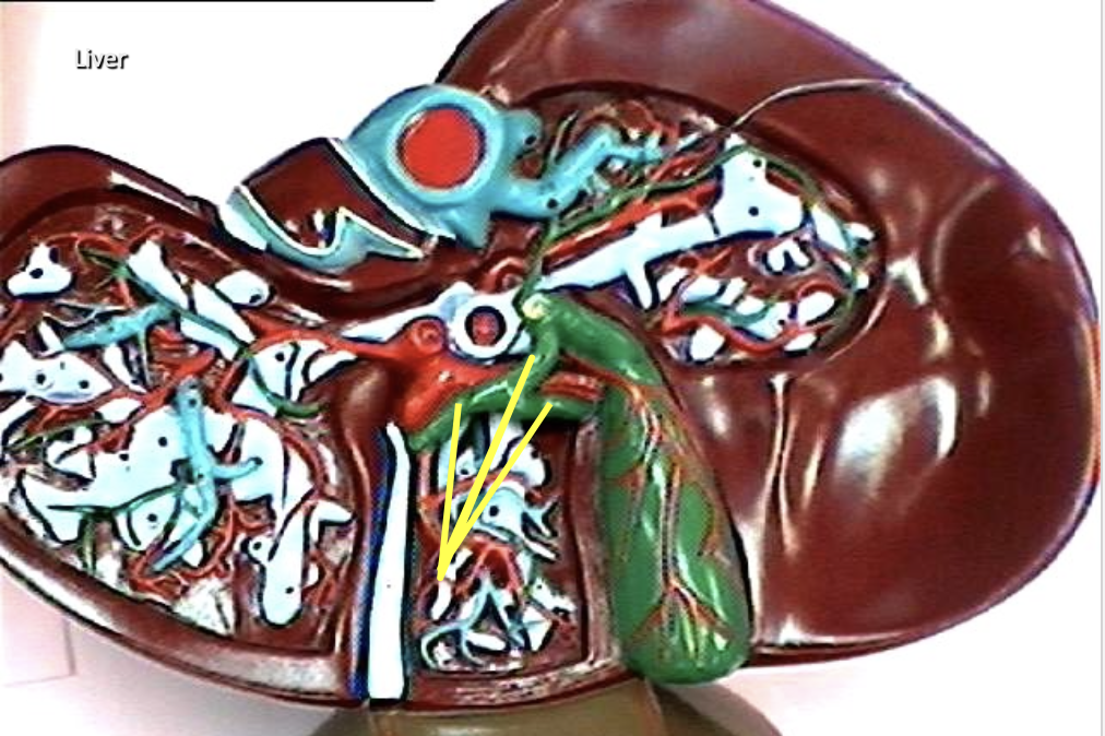 <p>Identify the organ.</p>