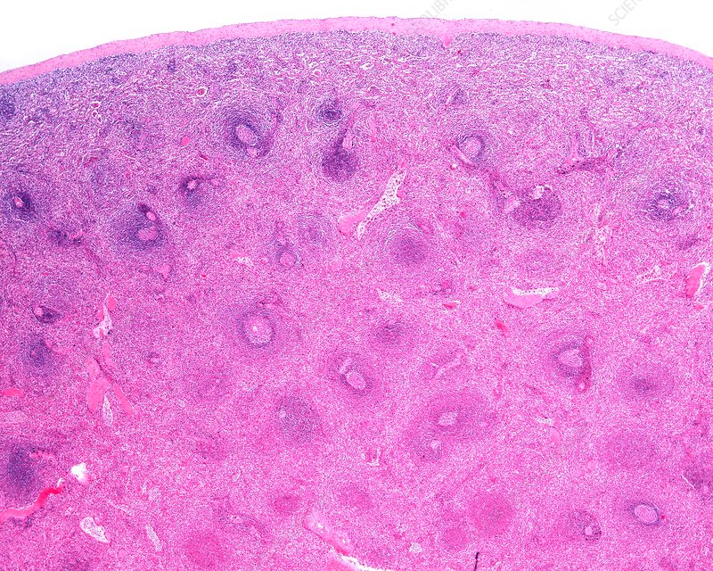 <p>What tissue is this</p>