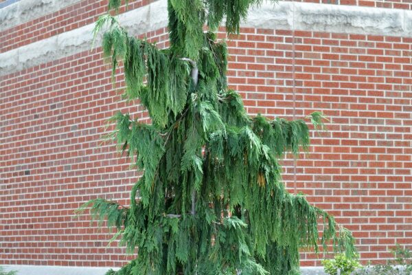 <p>Alaska Yellow Cedar</p>