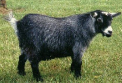 <p>What goat is this </p>