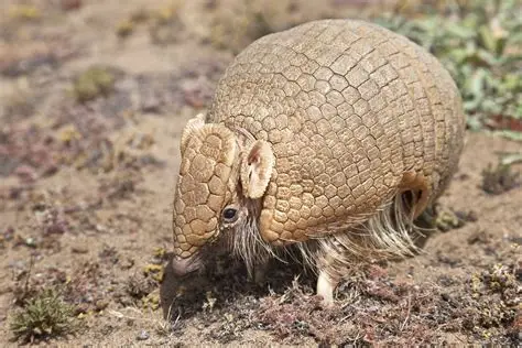 <p>Southern Three-banded Armadillo</p>