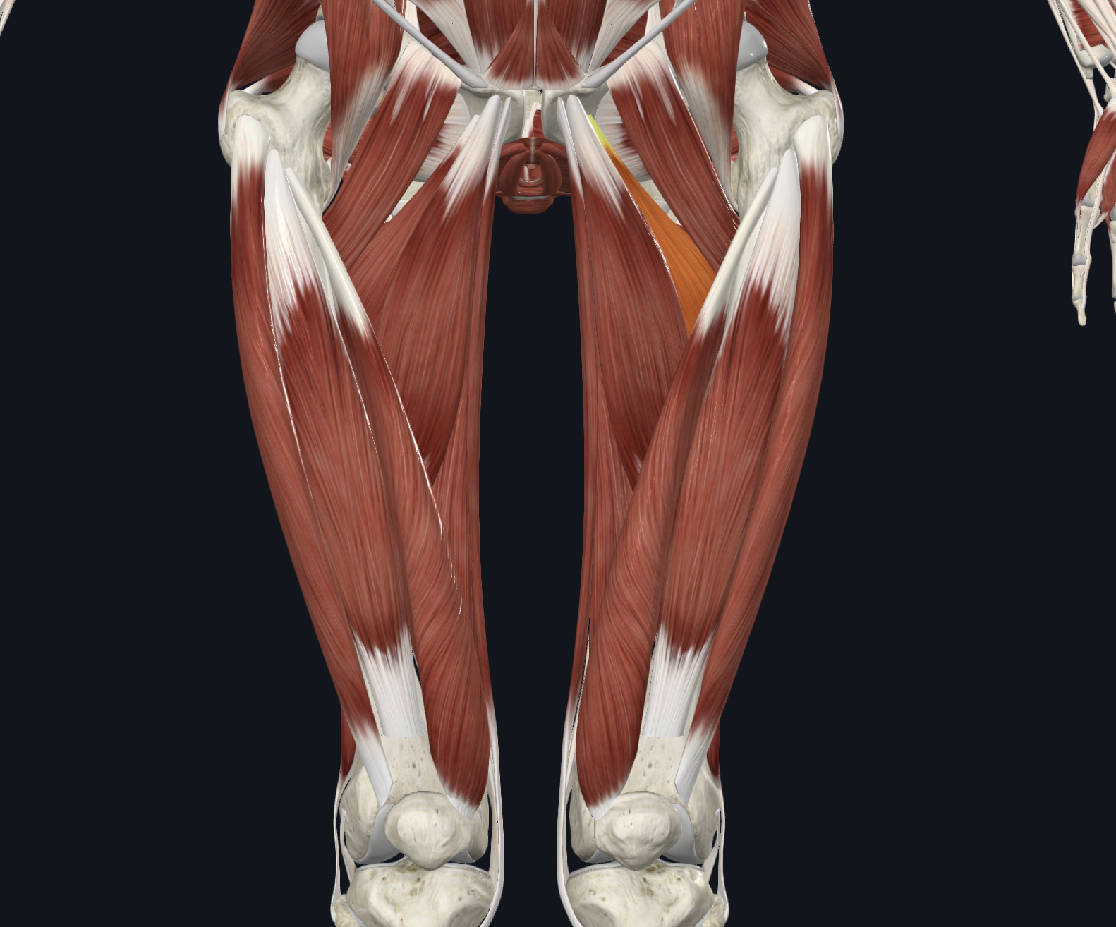 <p>Anterior view</p><p>Muscles</p>