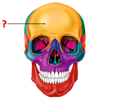 <p>Identify the bone.</p>