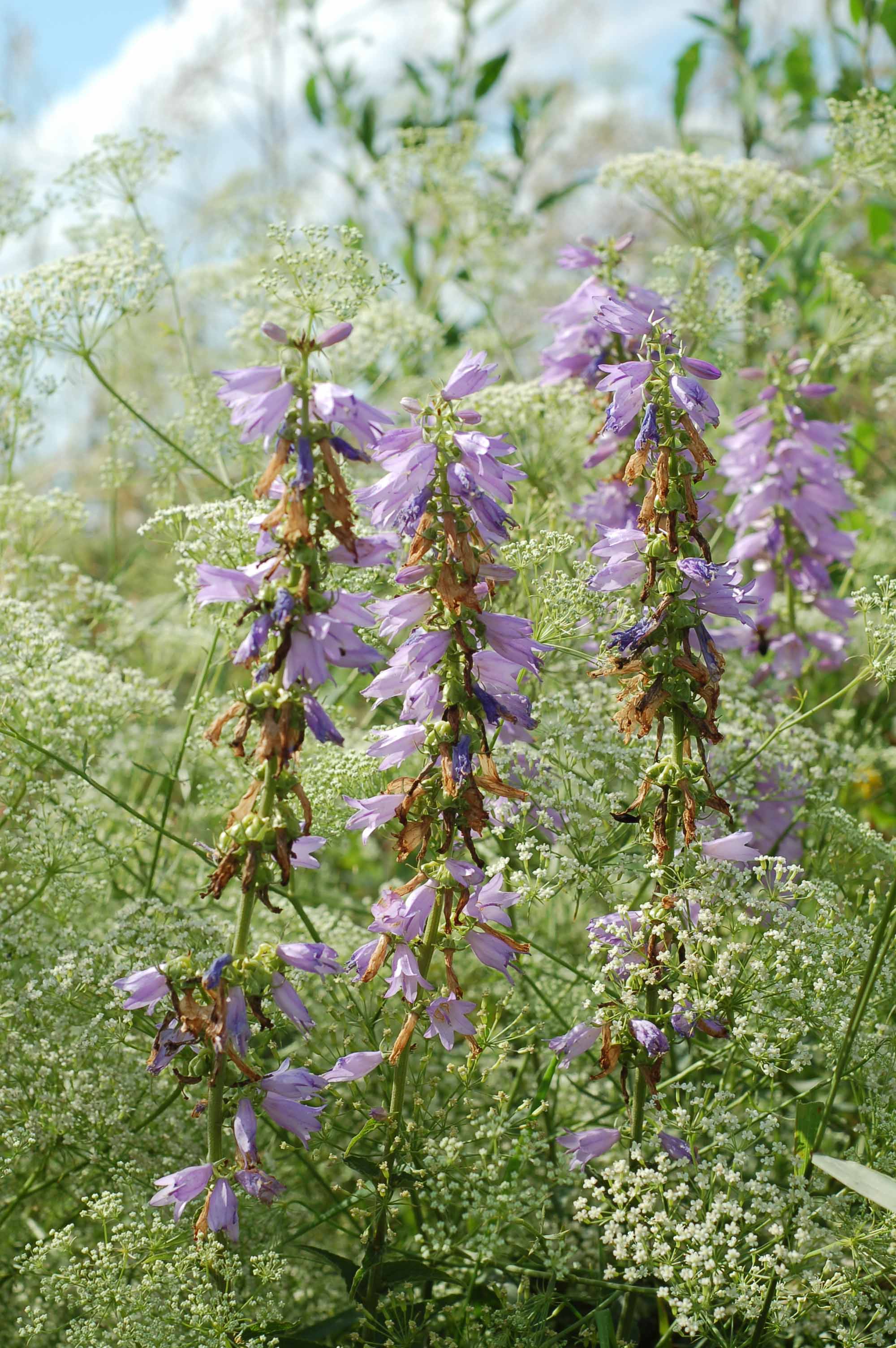 <p><span style="background-color: rgba(0, 0, 0, 0); line-height: 27px;">Klasa <strong>TRIFOLIO-GERANIETEA </strong></span>związek <strong>Ciepłolubne okrajki</strong></p>