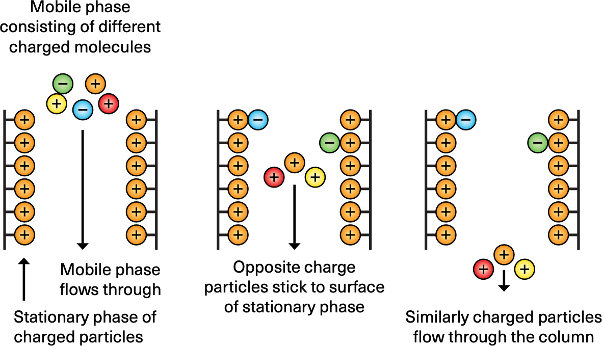 <p>separates proteins based on their net charge by using a charged resin that binds oppositely charged proteins</p>