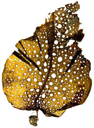 <p>Sea Colander </p>