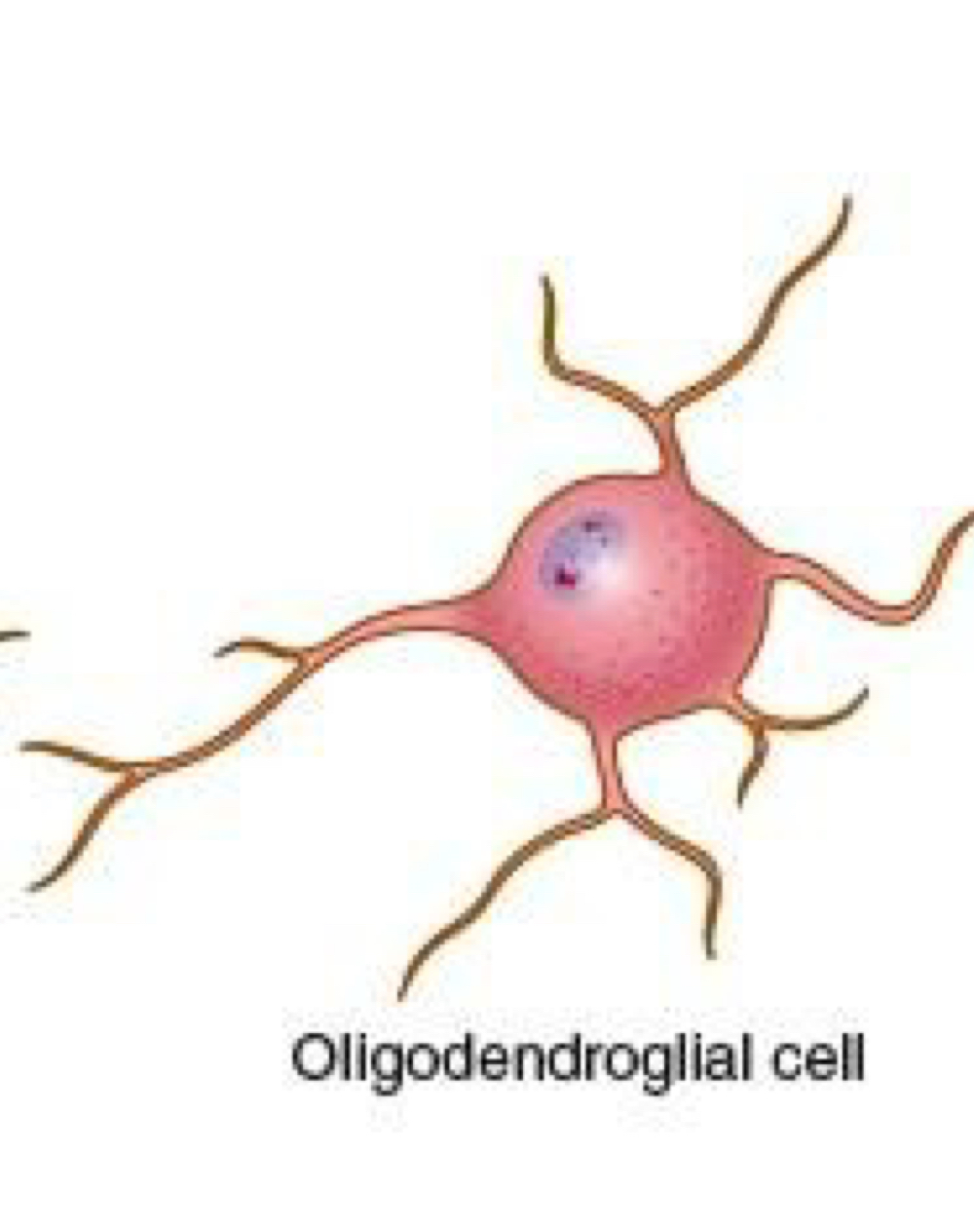 <p>oligodendrocytes </p>