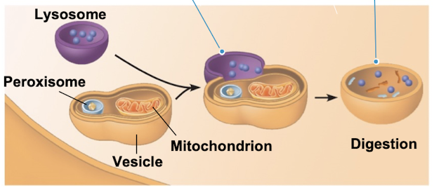<p>recycling cells own organelles + macromolecules </p><ul><li><p>mechanism used by the lysosome to recycle the cells own dead or damaged organelles and macromolecules</p></li></ul><p></p>