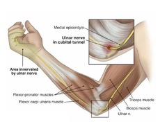 <p>flexor carpi ulnaris and flexor digitorum profundus</p>