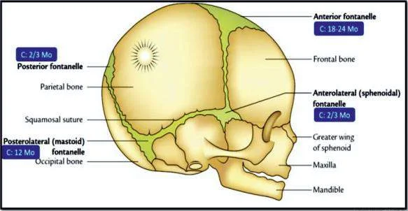 <p>Posterolateral fontanels</p>