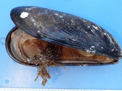 <ol><li><p>identify kingdom, phylum, class, and genus</p></li><li><p>what is coming out of the organism</p></li></ol><p></p>