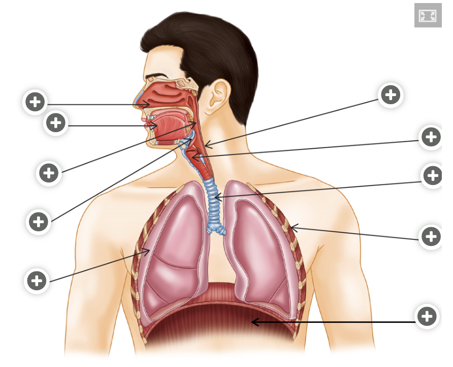 <ul><li><p>nasal cavity</p></li><li><p>oral cavity</p></li><li><p>pharynx</p></li><li><p>epiglottis</p></li><li><p>larynx</p></li><li><p>trachea</p></li><li><p>lungs</p></li><li><p>intercostal muscles</p></li><li><p>diaphragm</p></li></ul><ul><li><p>bronchi</p></li><li><p>bronchioles</p></li><li><p>alveoli </p></li></ul><p></p>