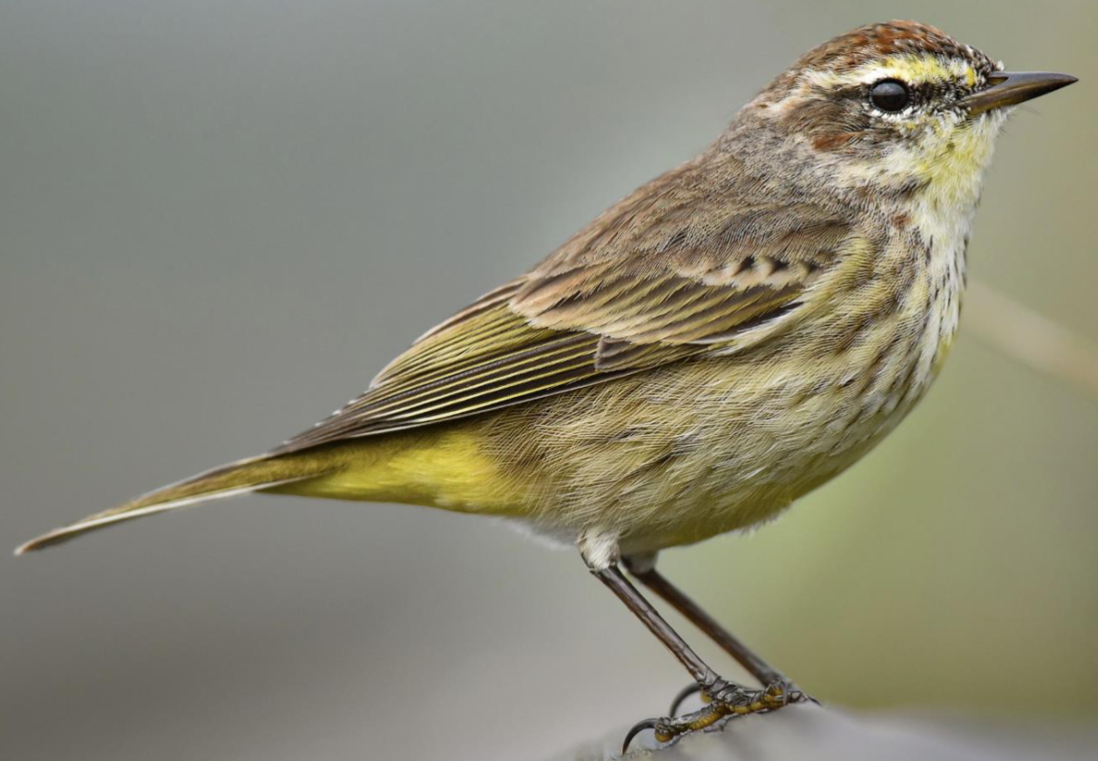 <p>palm warbler </p><p>yellow vent <br>white tipped retrices in flight <br>chestnut crown in breeding <br>yellow wawsh in breeding </p>