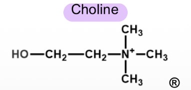 <ul><li><p>Présent dans les membranes cellulaires</p></li><li><p>Surfactant</p></li><li><p>Alcool aminé</p></li></ul><p></p>