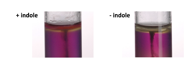 <p>Example <strong>positive</strong> bacteria In MIO indole test?</p>