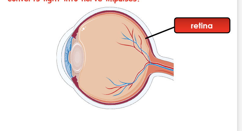 <p>Light-sensitive layer containing photoreceptors (cones and rods) and converts light into nerve impulses</p>
