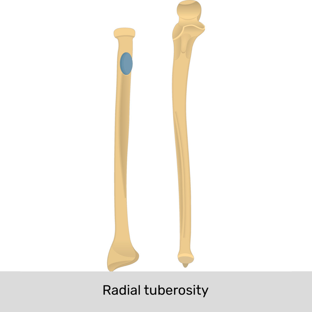 <p>Radial Tuberosity</p>