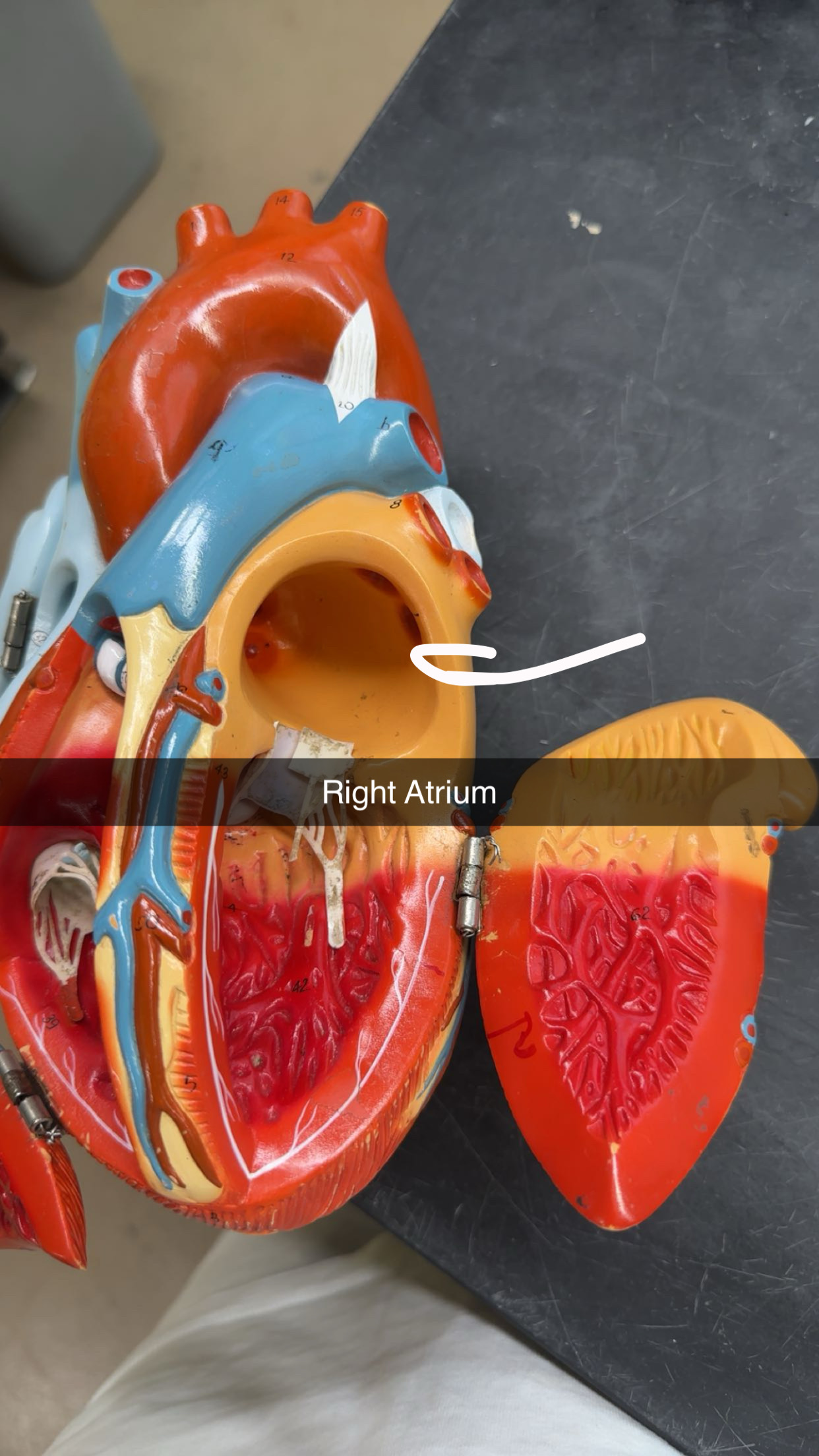 knowt flashcard image