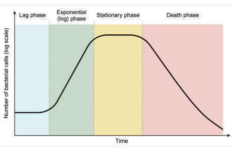 <p>A graphic depiction of the phasic growth and death of bacteria from culturing</p>