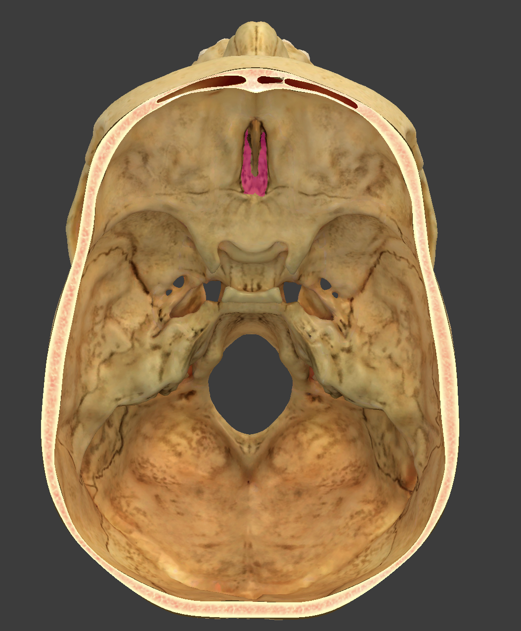 <p>bone/structure highlighted in pink</p>
