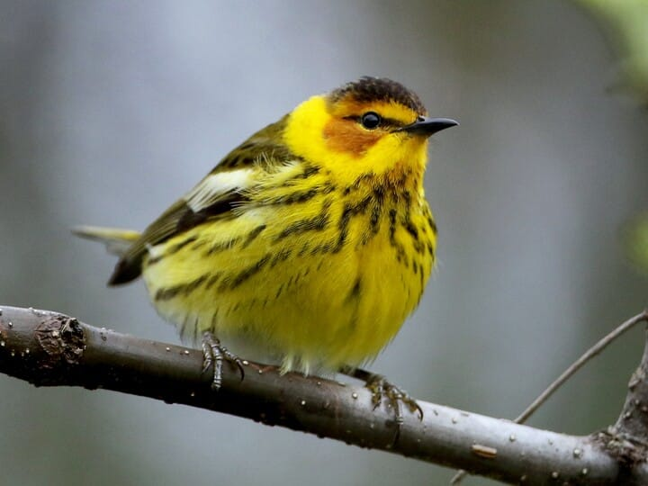 <p>cape may warbler </p><p>black crown <br>yellow face w/ chestnut cheek </p>