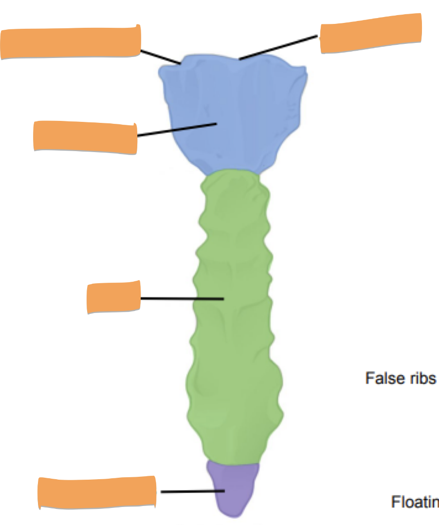 <p>Label the parts of the sternum</p>