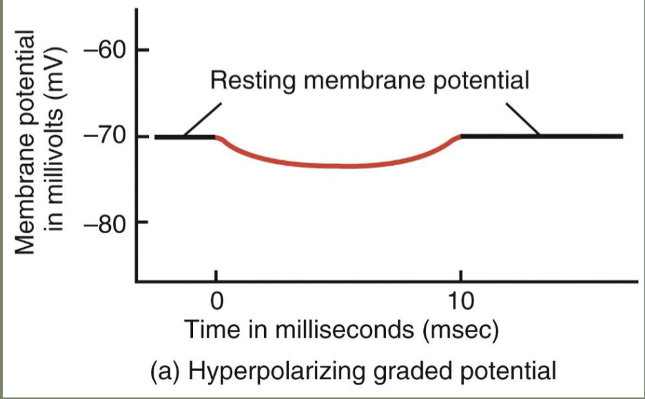 <p>When the cell membrane potential becomes more negative than the resting membrane potential because the cell moves closer to the equilibrium potential of potassium</p>