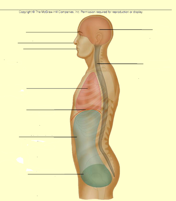 <p>Name the cavities in numerical order (where lines point to). 1-6 are at ventral and go from anterior to posterior, same for 7-8 and are at dorsal. (NOTE: the line pointing to the red line between the red and blue area isn’t a cavity but is still supposed to be listed)</p>