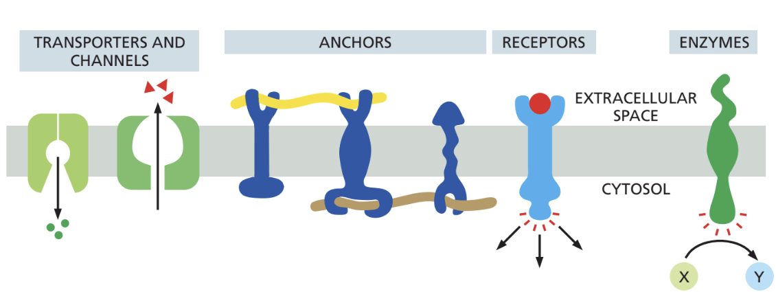 <p>membrane proteins</p>