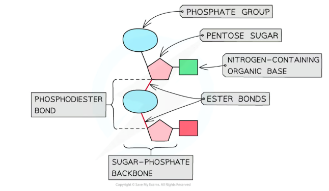 <p>sugar-phosphate backbone</p>