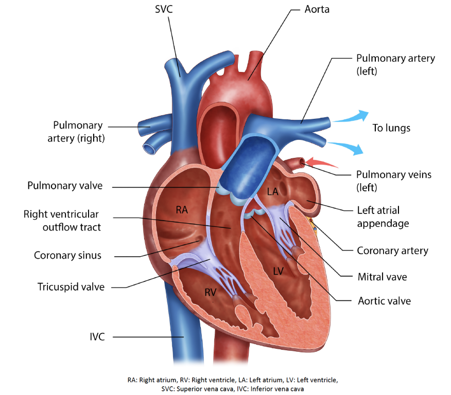 <p>Name the two atrioventricular (AV) valves.</p>