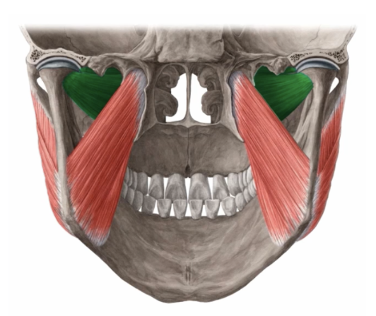 <p>2 types </p><ul><li><p>Medial Pterygoid </p></li><li><p>Lateral Pterygoid</p></li></ul><p></p>