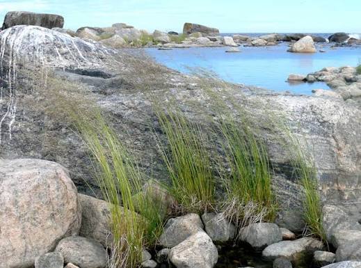 <p>Blad ihoprullade. Borst utskjutande</p>