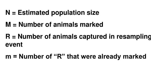 <p>Method estimating mobile population size using N = RM/m</p>
