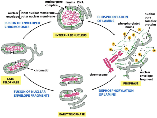 <p><span style="color: red;">Breakdown and Reassembly of Nuclear Envelope During Mitosis</span></p>