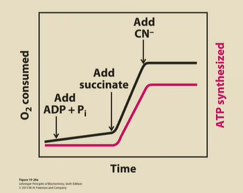 <p>1) ATP not really produced → no NADH or FADH2</p><p>2) Krebs cycle starts churning, ETC starts pumping e-, so ATP synthesis can happen</p><p>3)CN- blocks complex IV, and so the H+ gradient is destroyed. O2 not consumed, ATP not produced.</p>