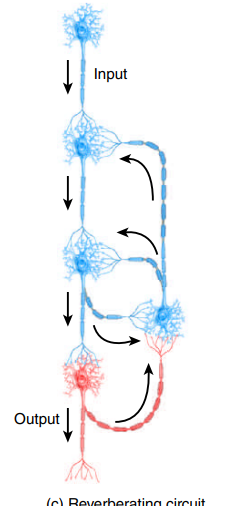 <p>Reverberating circuits are thought to contribute to breathing, coordinated muscle activity, waking up, and short-term memory.</p>