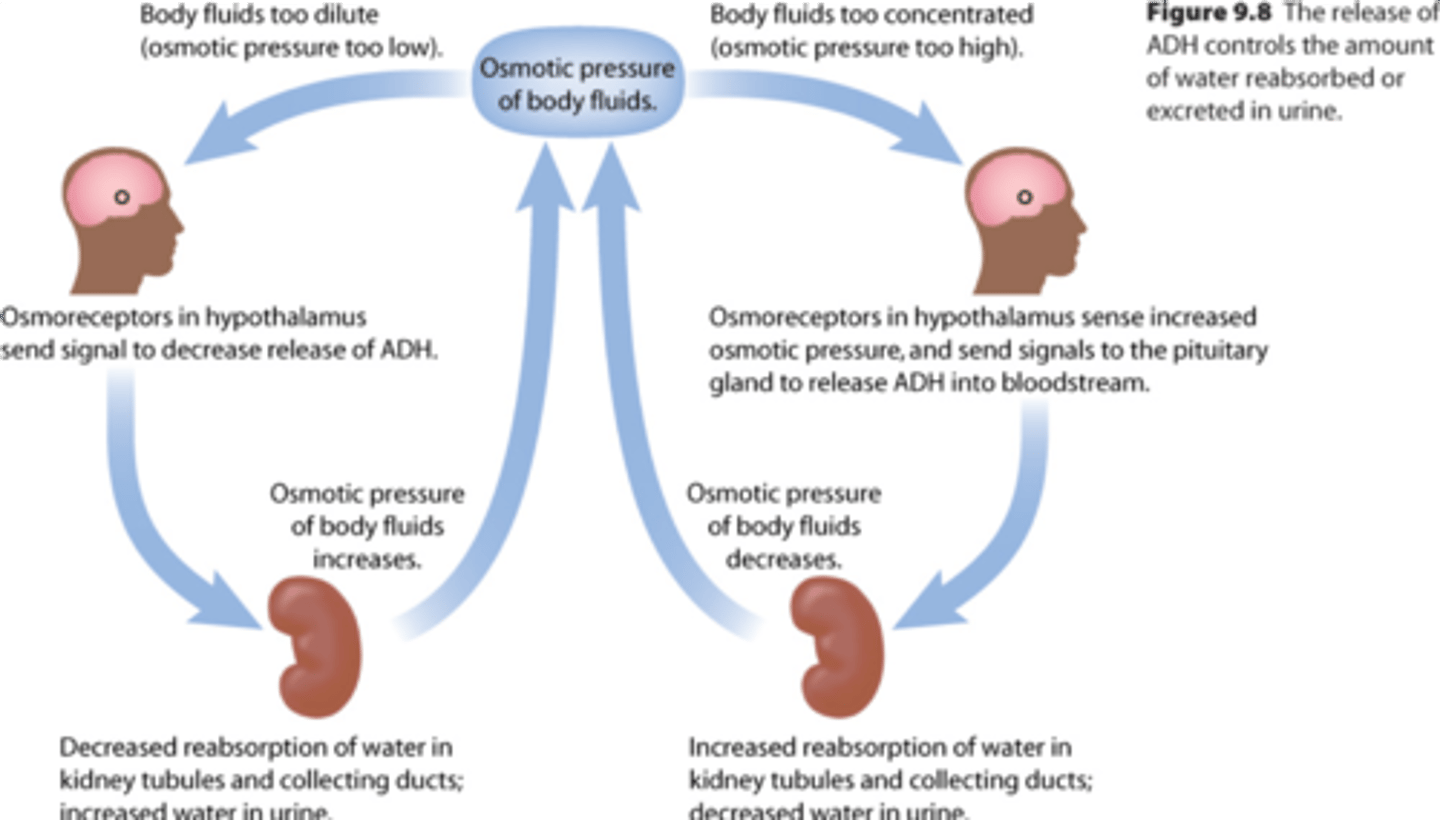 <p>1. The hypothalamus contains osmoreceptors that are sensitive to changes in the blood plasma concentration</p><p>2. When plasma concentration changes, the receptors stimulate neurosecretory cells in the hypothalamus.</p><p>3. ADH is produced in the hypothalamus and transported to the posterior pituitary for storage.</p><p>4. Nerve impulses from the hypothalamus cause the posterior pituitary to release more/ less ADH into the bloodstream.</p><p>5. ADH acts on the kidneys to adjust water reabsorption and restore normal plasma concentration.</p>