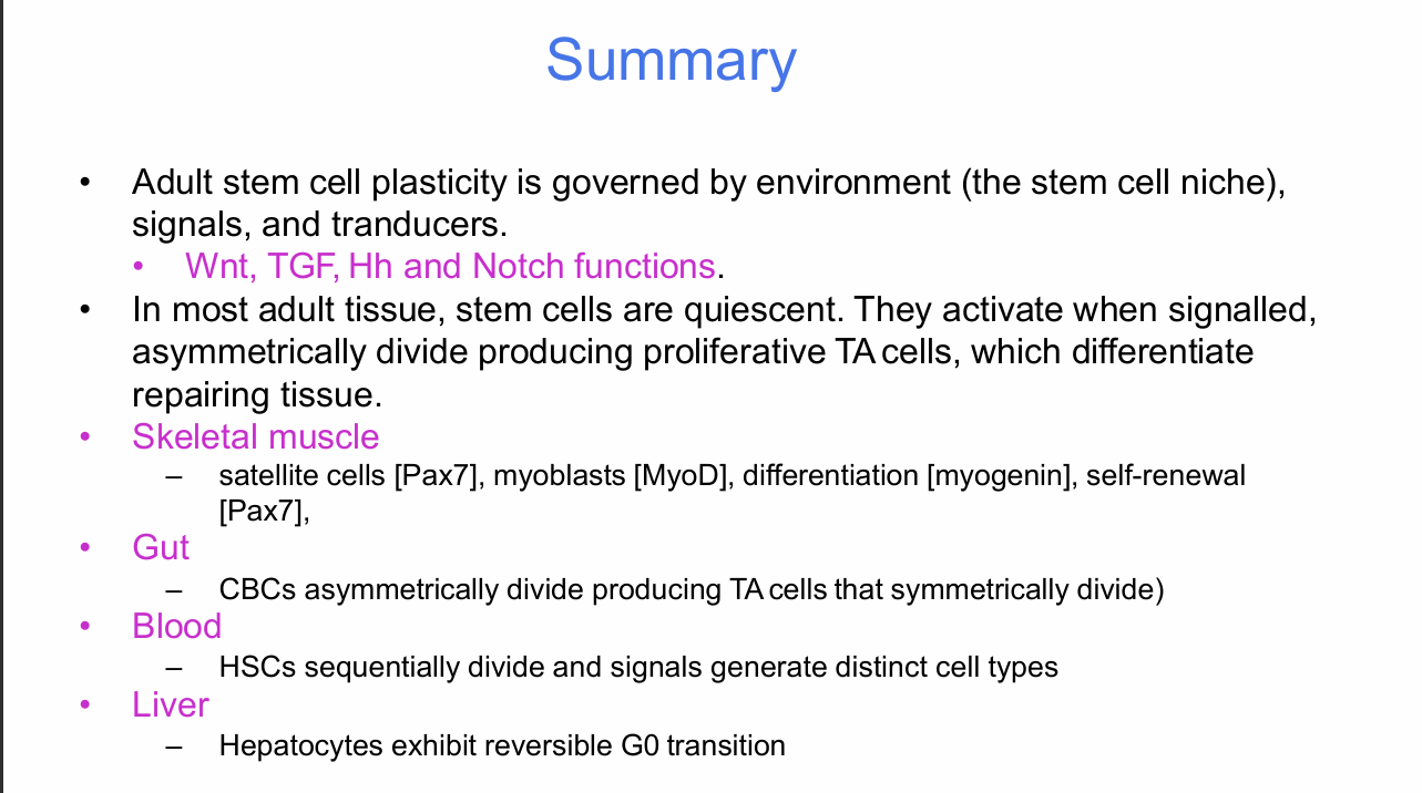 <p>- Adult stem-cell plasticity is governed by the environment/stem-cell niche, signals and transducers.</p><p>- Wnt, TGF, Hh and Notch have distinct regulatory functions.</p><p>- In most adult tissues, stem cells are quiescent until activated by signals.</p><p>- Activated stem cells asymmetrically divide, producing proliferative transit-amplifying cells that differentiate and repair tissue.</p><p>- Skeletal muscle: satellite cells are associated with Pax7; myoblasts with MyoD; differentiation with myogenin; self-renewal retains Pax7.</p><p>- Gut: CBC cells asymmetrically divide to produce TA cells, which then symmetrically divide.</p><p>- Blood: HSCs sequentially divide and different signals generate distinct blood-cell types.</p><p>- Liver: hepatocytes use reversible G0 transition for tissue maintenance and repair.</p>