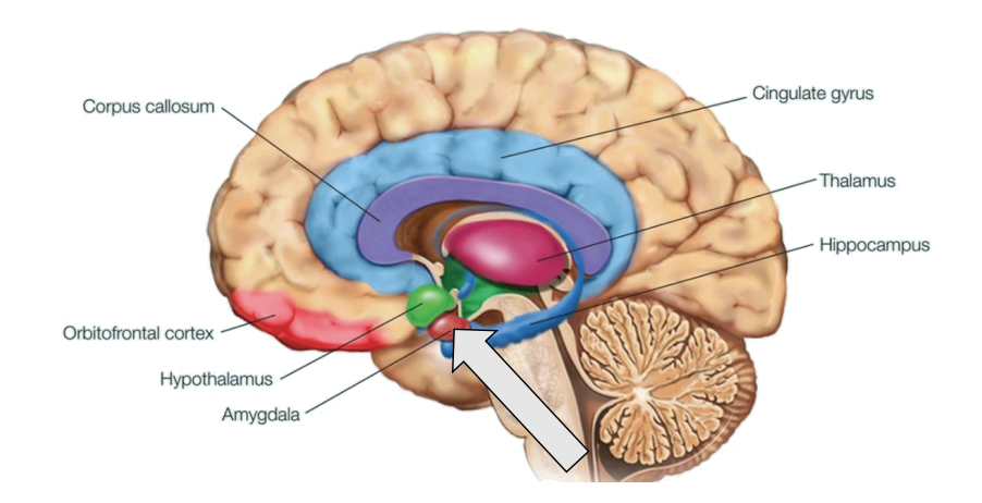 <p>Limbic system structures (<span style="color: red;"><strong>amygdala</strong></span>, hypothalamus, orbitofrontal cortex, cingulate gyrus + hippocampus)</p><div data-type="horizontalRule"><hr></div><ul><li><p>emotional processing, fear-conditioning → amygdala</p></li><li><p>inhibition of such cells → expect less fear and anxiety</p></li></ul><p></p>