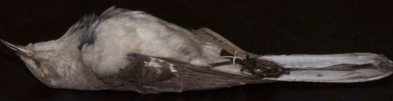 <p>Northern Mockingbird</p>