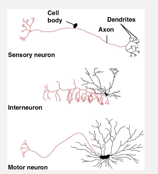 <p><span>• 3 types of neurons involved in<br>information processing<br>• </span><span style="color: purple;"><strong>Sensory neurons-</strong></span><span>transmit<br>information about external stimuli<br>• </span><span style="color: purple;"><strong>Interneurons</strong></span><span>-integrate the<br>information<br>• </span><span style="color: purple;"><strong>Motor neurons</strong></span><span>-transmit signals to<br>muscle cells causing them to<br>contract<br>• Shape of a neuron varies widely<br>depending on its role in information<br>processing</span></p>