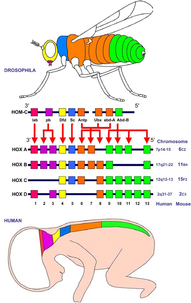 <p><em>Hox</em> genes</p>