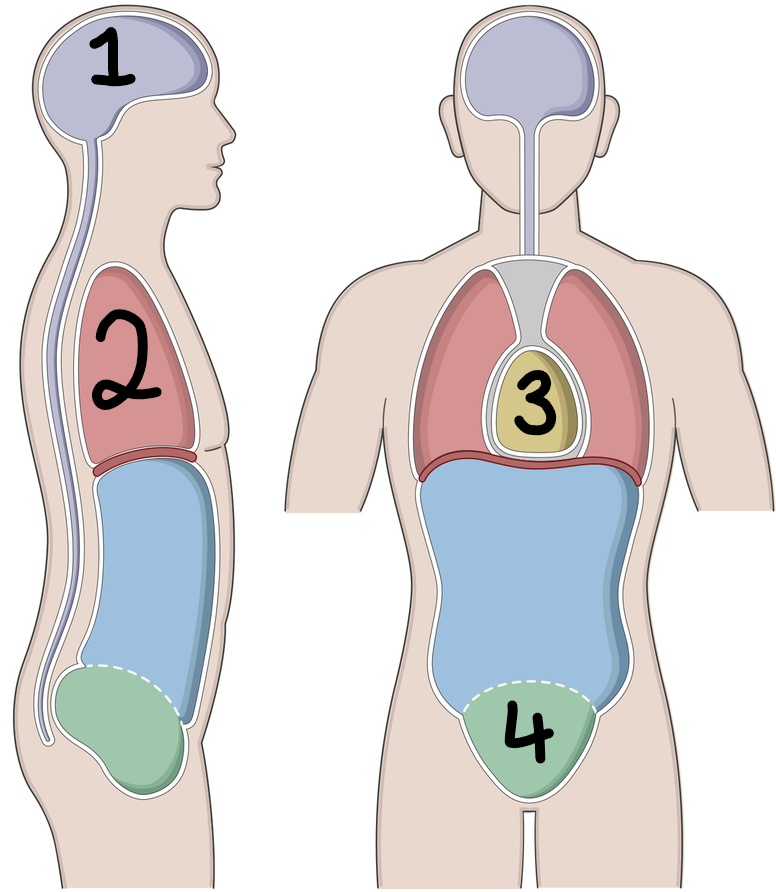<p>Name cavity three</p>