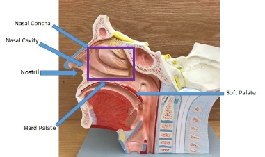 <p>soft plate, hard plate, nostril, nasal cavity, nasal concha</p>