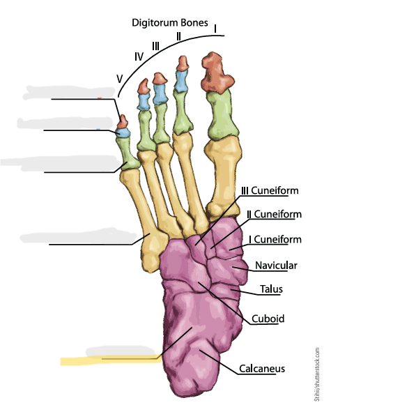 term image